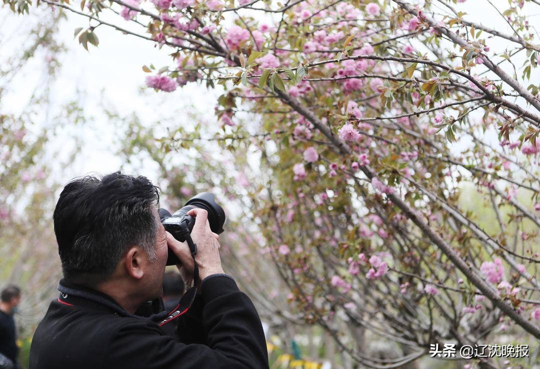 辽宁十大赏花景点,五一观花辽宁新去处