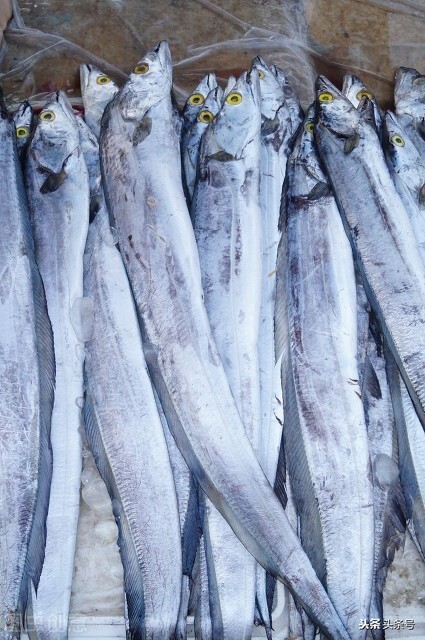 司机被迫吃生带鱼考验我们有关方面怎样把好事情办好