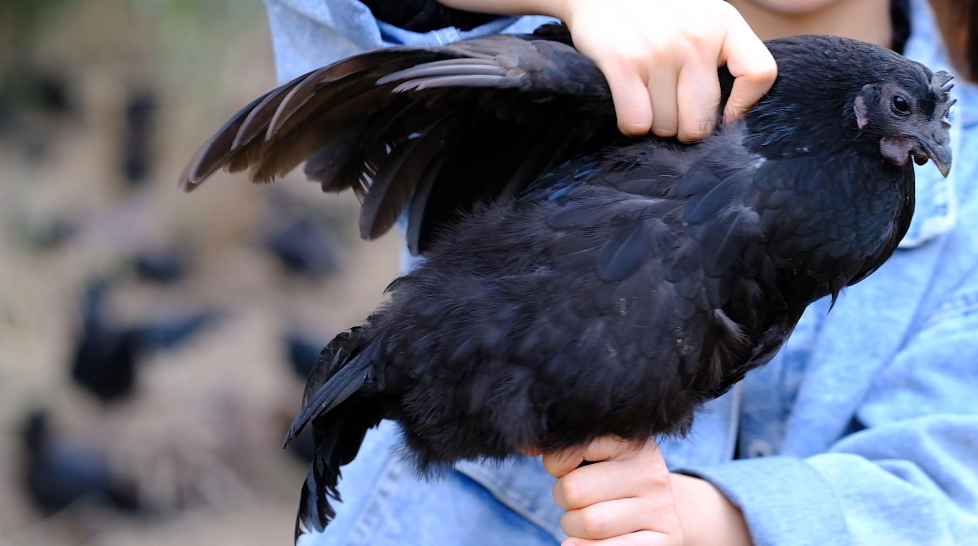 全身灰黑的鸟像鸡一样大不会飞,全身都是黑色的鸡