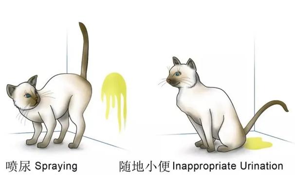 怎样治猫咪乱尿小妙招,解决猫咪乱尿的十个步骤