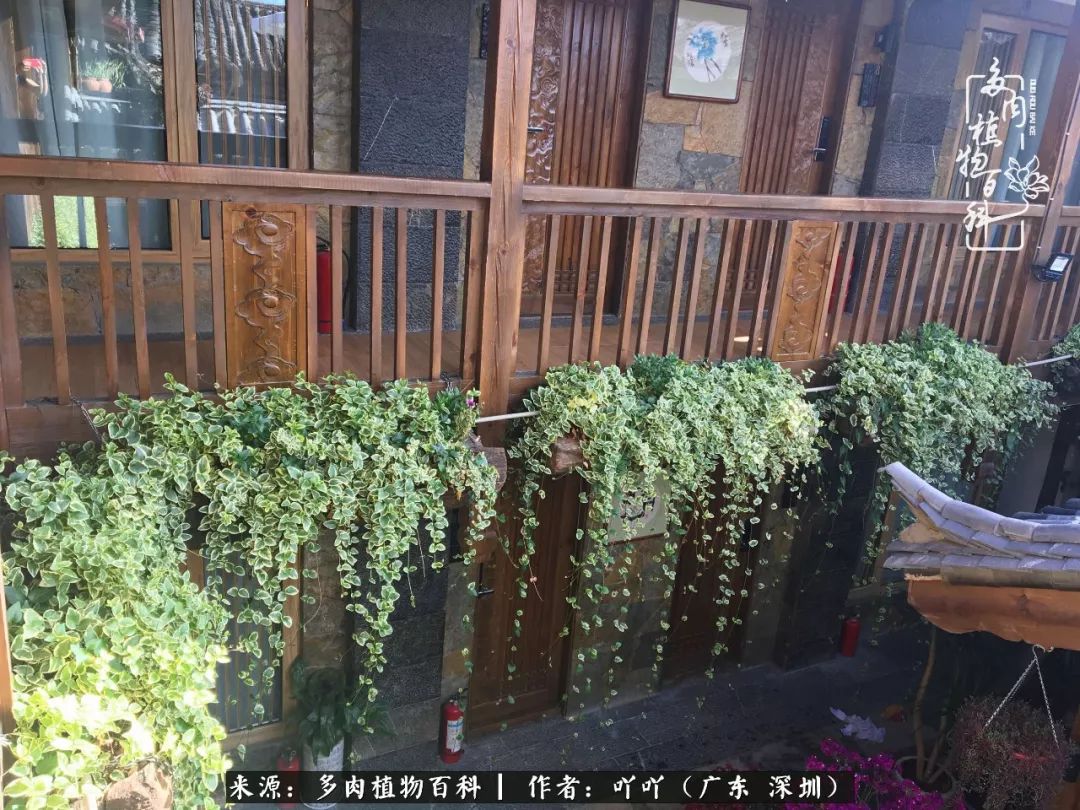 涓冨僵浜戝崡澶氳倝,浜戝崡澶氳倝涔嬫梾