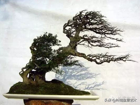 盆景结顶的形式,最好的盆景结顶方法