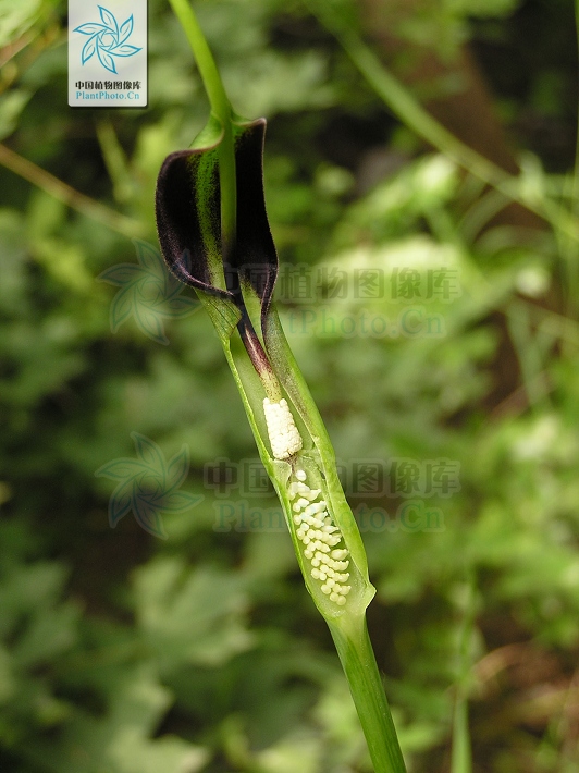 花开半夏许半夏晕倒,花开半夏中半夏结局