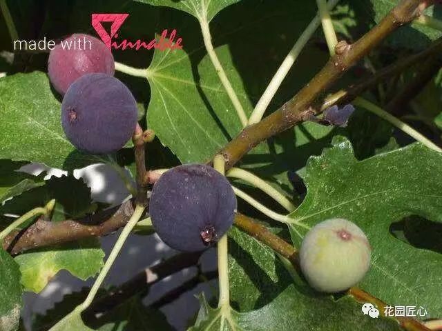 想自己种一棵树,想种自己的树