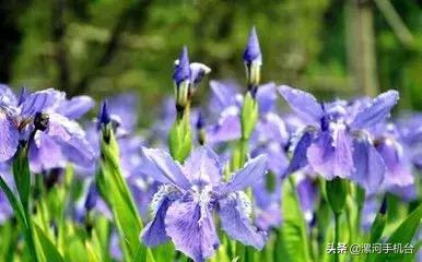 漯河美丽的沙澧河,美丽的漯河沙澧河风景区