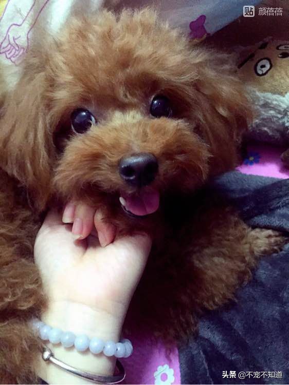 狗狗一般多大会得子宫蓄脓,狗狗得了子宫蓄脓走不稳