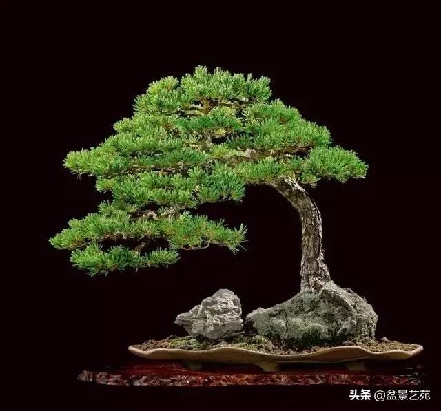 西泠印社砚台最高价拍卖记录,杭州西泠拍卖盆景