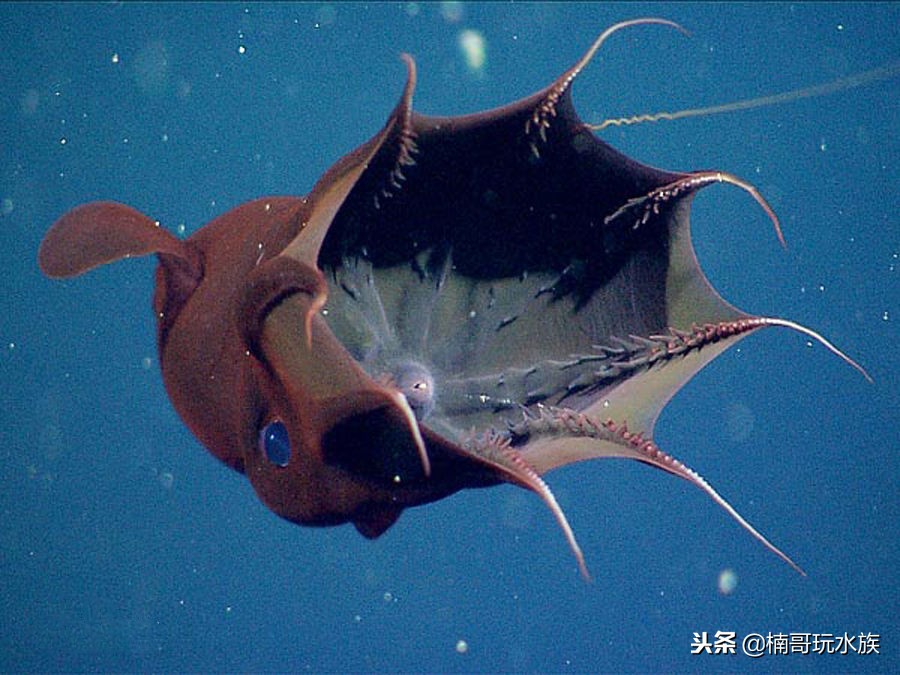 至今还未灭绝的远古深海怪物,六大最可怕的深海怪物