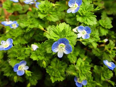 钃濈传鑹茬殑鑺辨湁鍑犵,10绉嶈秴缇庣殑娴呯传鑹茶姳