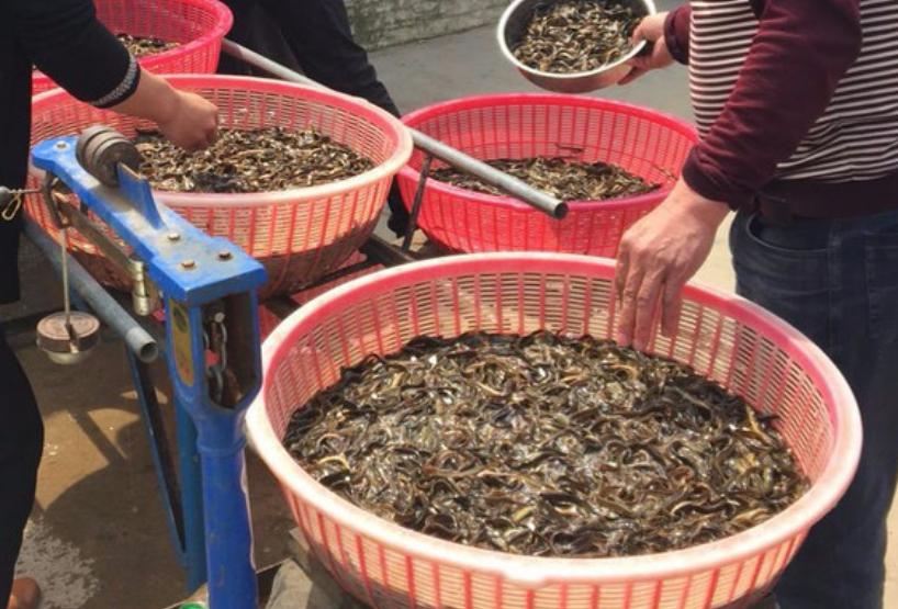 规模超20万亩，1月前卖不动，现价格逆势上涨，养殖户很积极