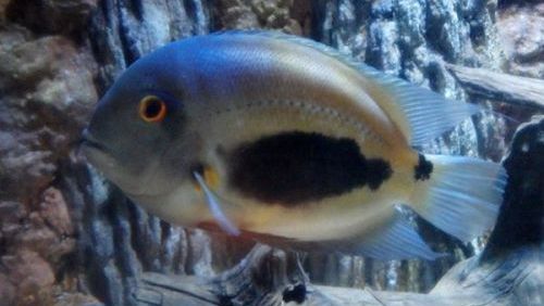 南美慈鲷,慈鲷有黑色的吗