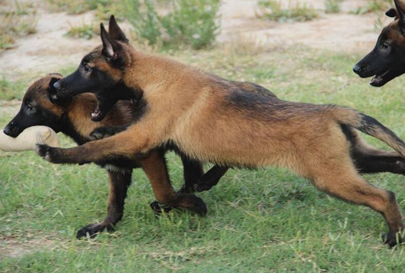 马犬咳嗽吃什么食物能好,马犬咳嗽是什么原因