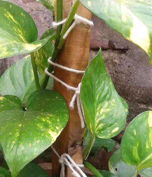 大叶绿萝如何让下部出新叶,大叶绿萝柱下部没叶子了怎么办