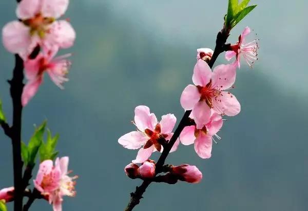 杨万里描写四季的古诗词,杨万里描写春天的诗句