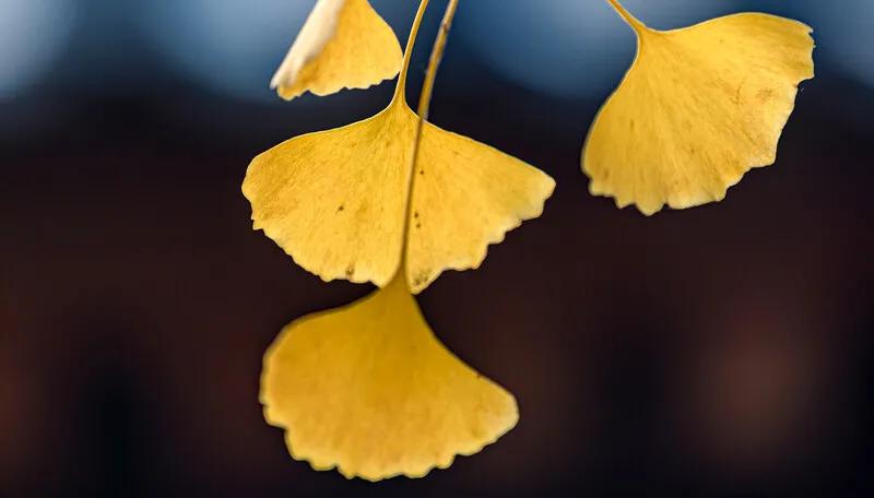 银杏叶虽好，请不要滥用