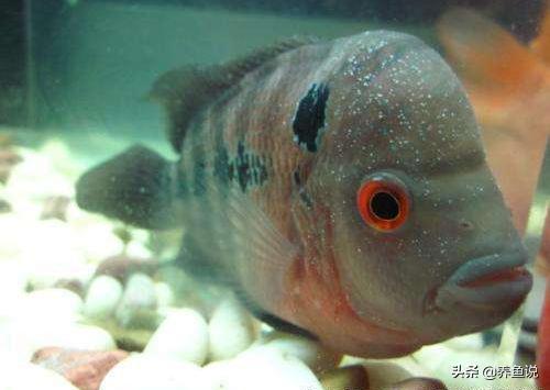 如何防治观赏鱼白点病,观赏鱼的白点病如何治疗