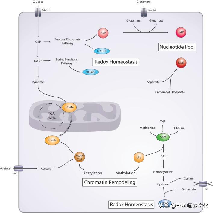 参与损伤dna切除修复的酶,DNA损伤修复机制