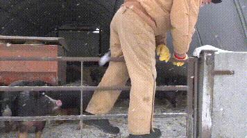 为什么中国每年从美国大量进口肉,为什么中国进口俄罗斯大增