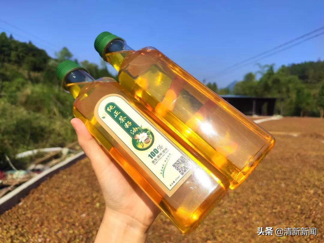 桃源近4000亩油茶果收成采摘啦，茶籽油一斤卖80元