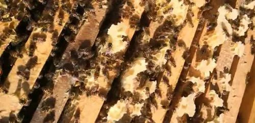 如何让蜜蜂安全度夏,如何让蜜蜂安全过冬