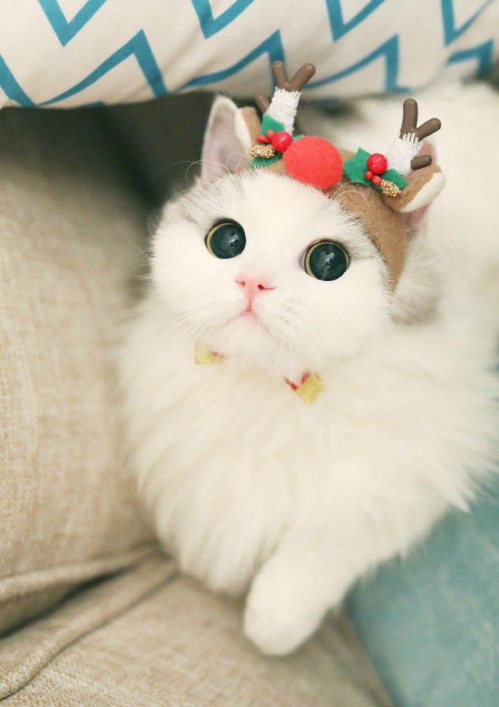 青云计划宠物写作技巧,青云计划游戏获奖文章