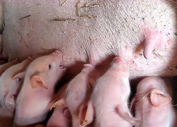 母猪下崽后不吃食是怎么回事？母猪下崽后不吃食怎么办？看看本文