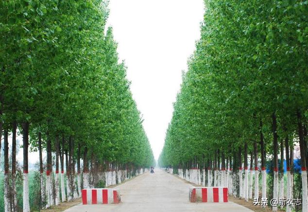 五鬼树有什么作用,五鬼树