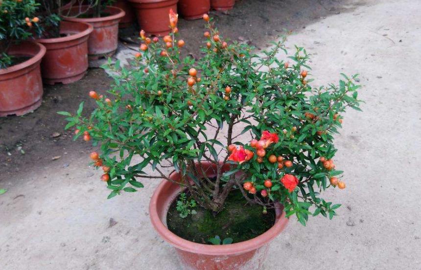 吃完的水果籽不要扔，自己栽种不到1年红花开满枝，2年结果就能吃
