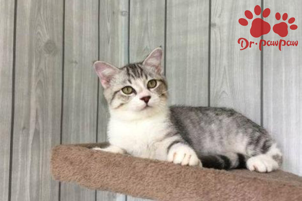 普安特宠物医生猫黄疸性肝炎怎么治疗？