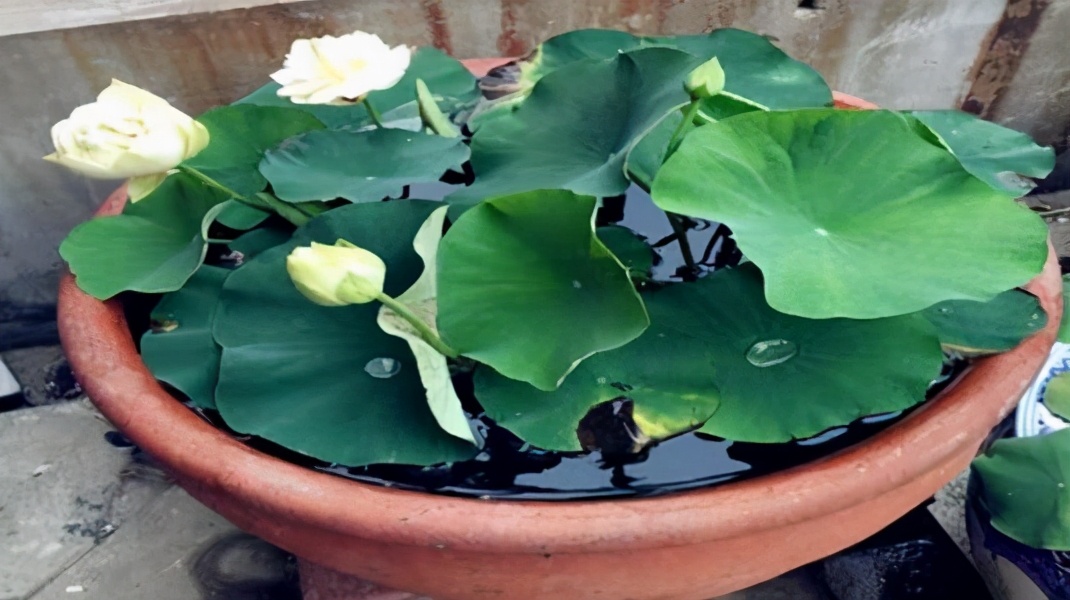 水缸种藕放在院内什么位置风水好,室内水缸种藕好吗