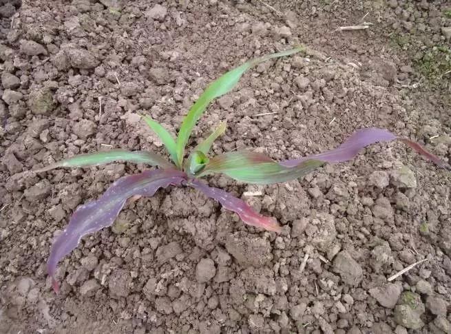 作物缺素原因及症状对照表收藏版,作物营养缺素诊断与科学施肥