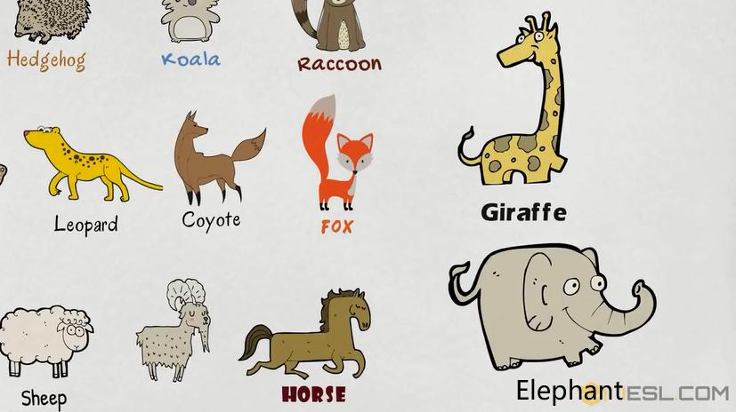 描述动物特征的英文词汇,动物英文词汇1000词