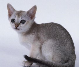 黄色背脖子白色的猫猫是啥种类,猫猫种类价格