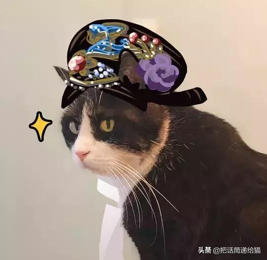 猫故事全集,猫故事小说