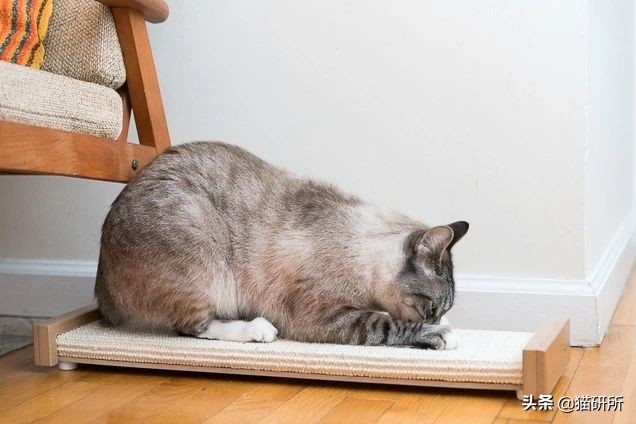 怎样挑选猫抓板,什么板材适合做猫抓板