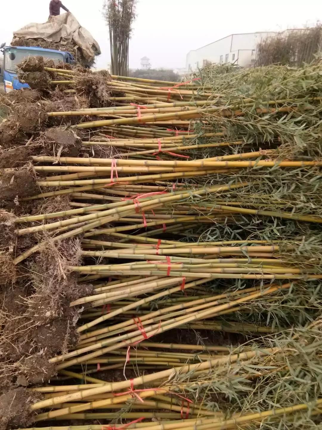 「苗木通新晋会员」湖州陈春耕：细节具体、价格适中、售后保障