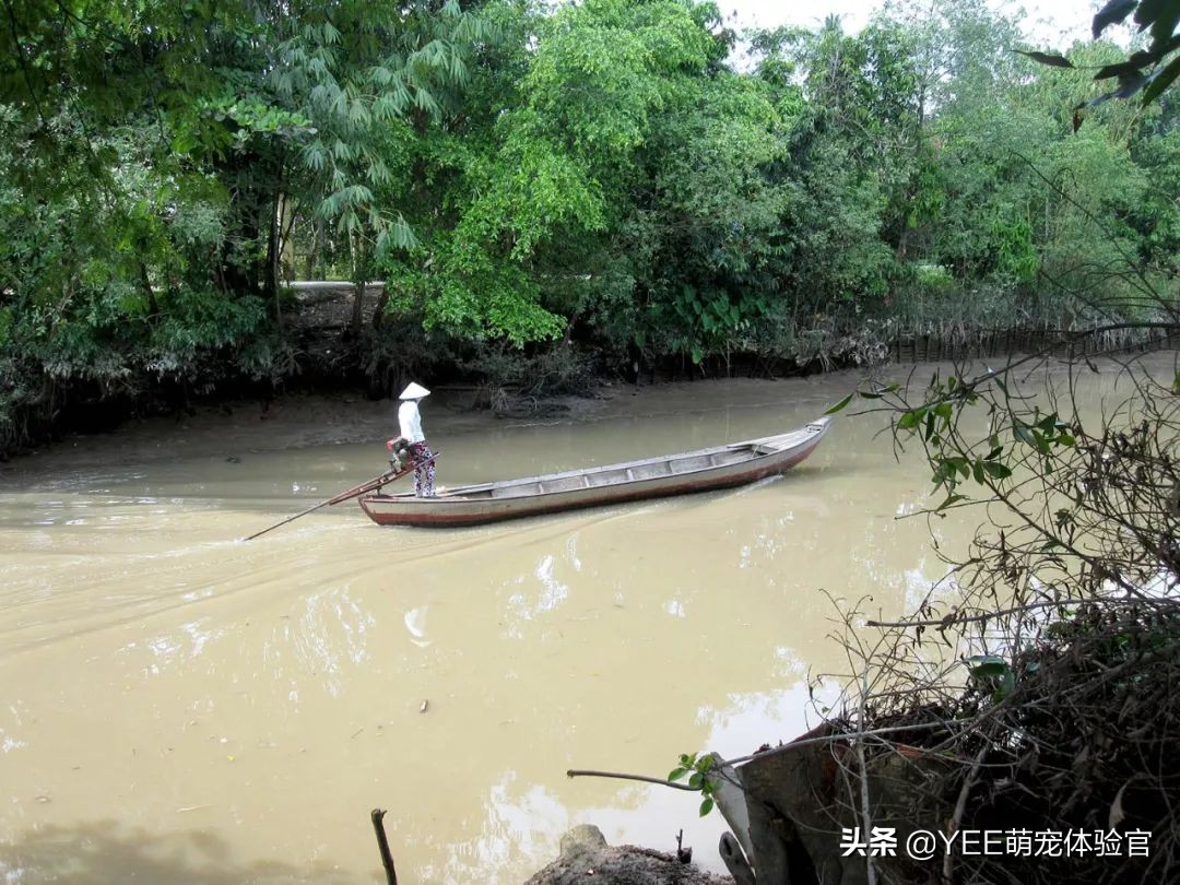 养泰国虎鱼水里用加盐吗,养泰北虎需要加盐吗