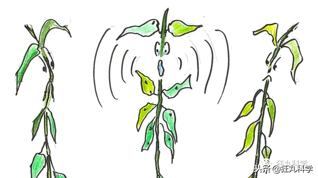 家里阳台上全是花草,家里阳台上的绿植