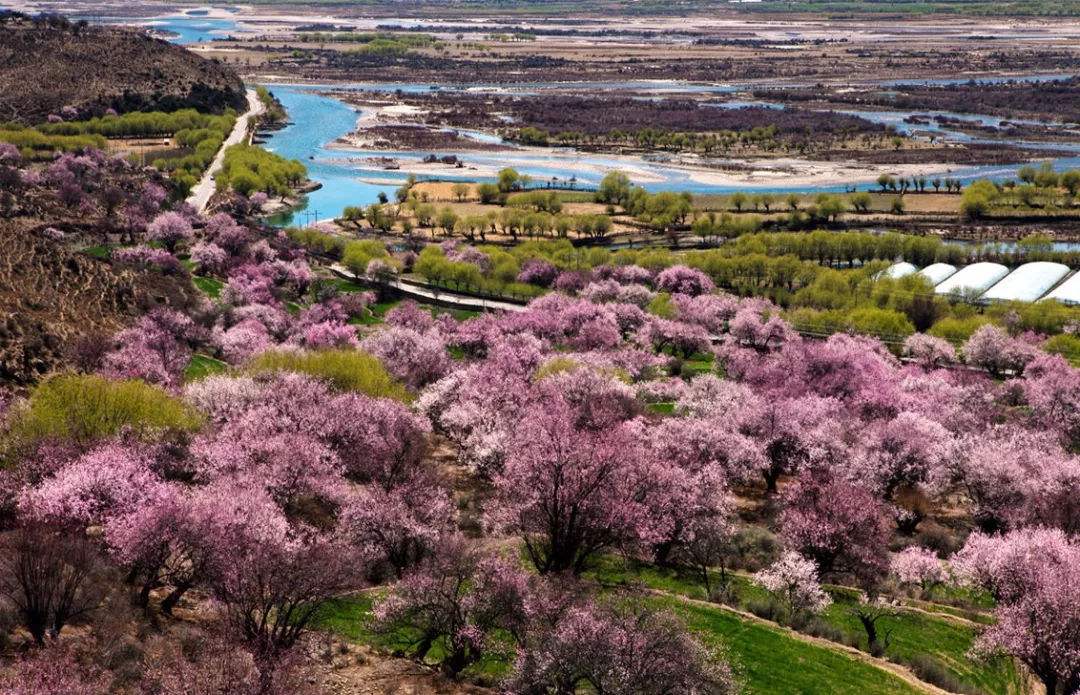 想去林芝怎么办,想去西藏旅游的有吗