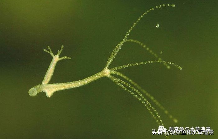 鱼缸里涡虫和蛋白虫的区别,水蚤缸底絮状物需要清除吗