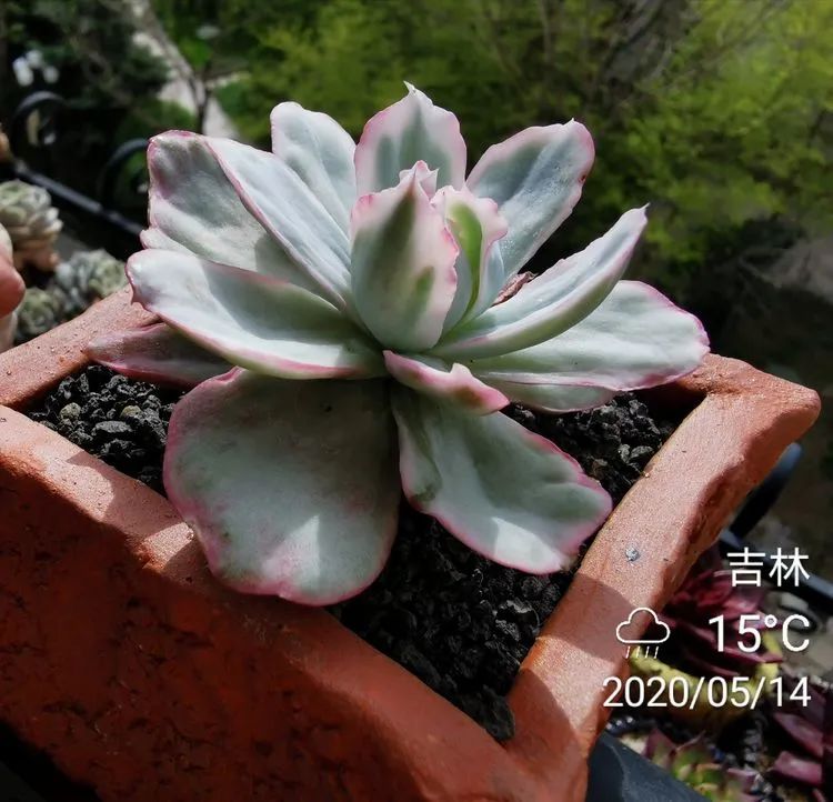 人生就像养多肉一样,人生如同养多肉时间不会怠慢