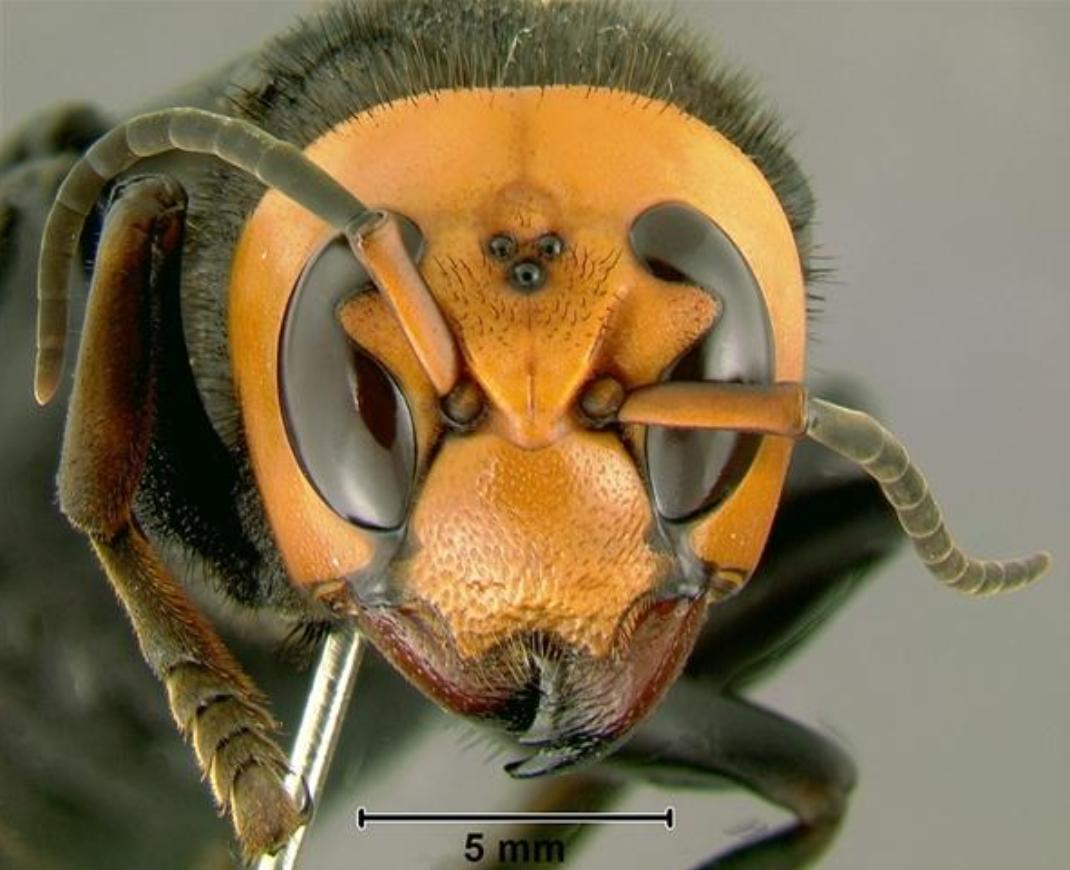 杀人大黄蜂是真的入侵美国了吗,杀人大黄蜂是什么