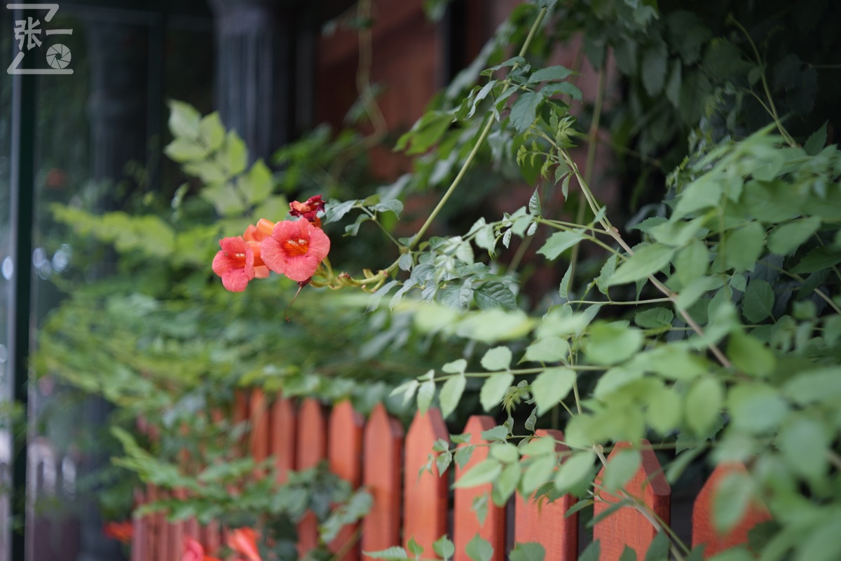 适合索尼a7m4的50定焦镜头测评,索尼a7m4镜头24-105f4测评