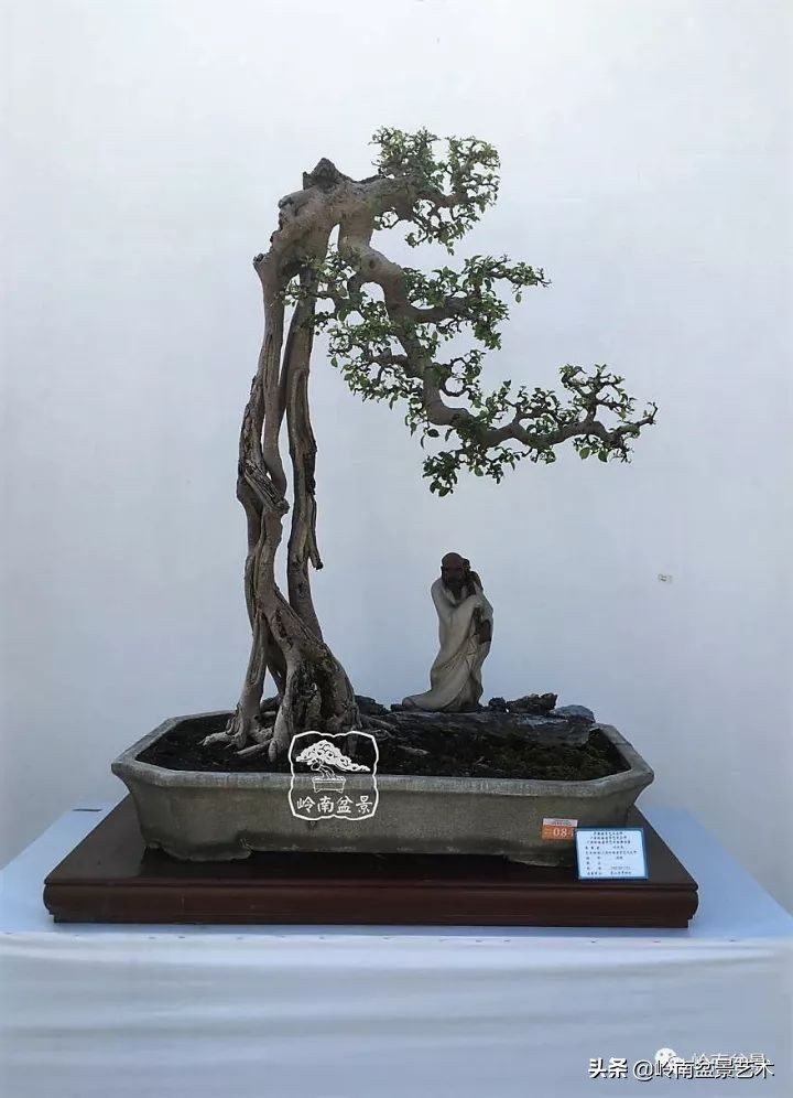 以根代杆下细上粗式盆景图片,十种适合吊着养的盆景