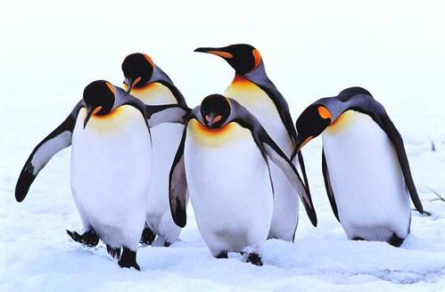 企鹅是不是南极特有动物,企鹅靠什么能在寒冷的南极生活呢