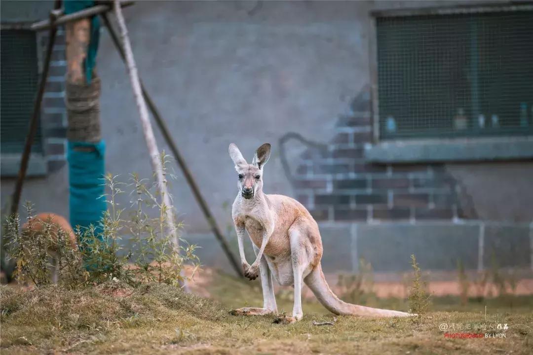 去南京金牛湖野生动物王国堵车吗,南京金牛湖野生动物王国最新活动