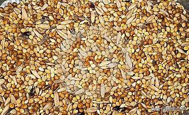 鹦鹉喂养的诀窍是什么,如何给鹦鹉鸟食物喂养好