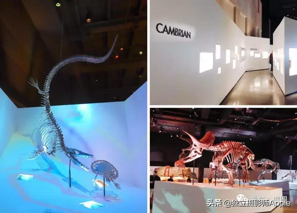 喂鳄鱼、看篮球比赛和太空中心的好玩休斯顿