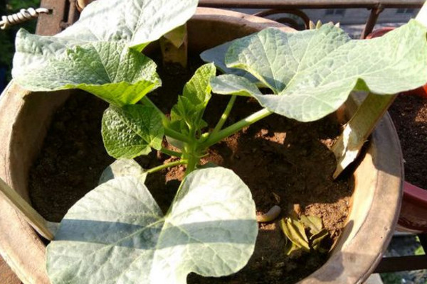 怎么简单在阳台上种葫芦,阳台种葫芦需要多大的盆