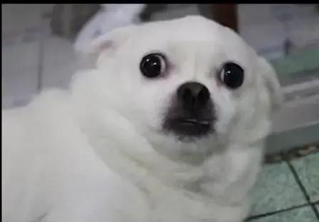 风流陈思诚的黑红成名史和他背后的女人们,有才有钱的男人更会浪